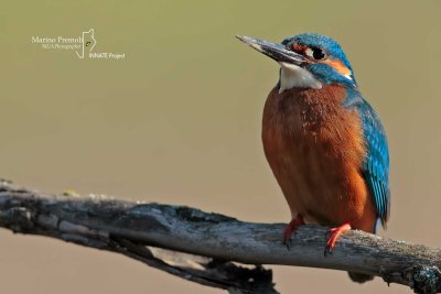 Kingfisher