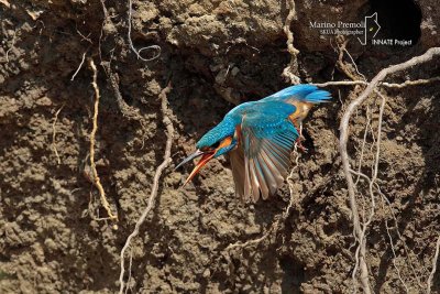 Kingfisher