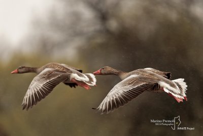 Greylag Goose