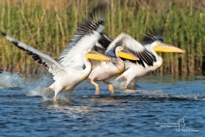 Great White Pelican