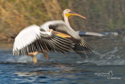 Great White Pelican