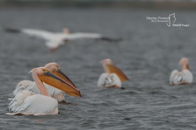 Great White Pelican