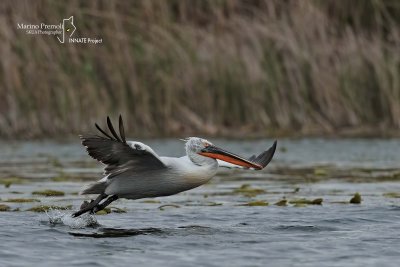 Dalmatian Pelican