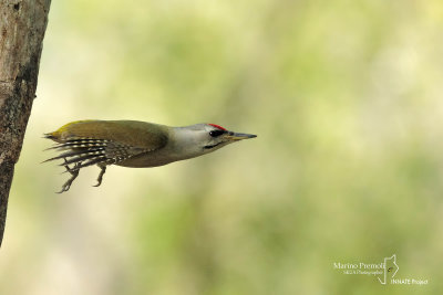 Grey-headed Woodpecker