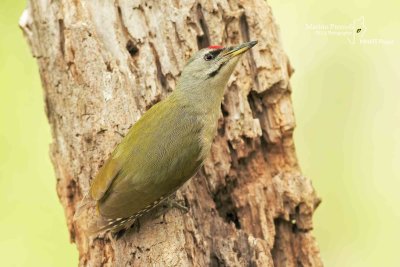 Grey-headed Woodpecker