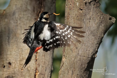 Great Spotted Woodpecker