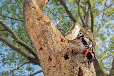 Great Spotted Woodpecker