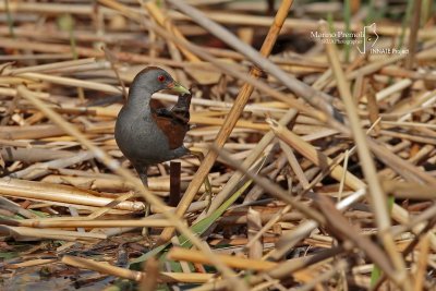 Little Crake