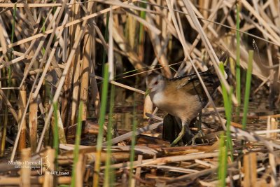 Little Crake