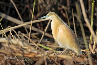 Squacco Heron