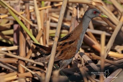 Little Crake