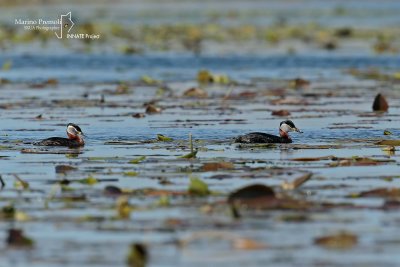 Red-necked Grebe