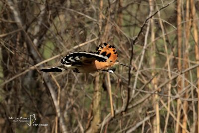 Hoopoe