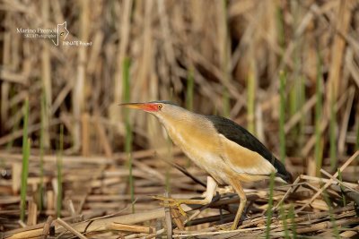 Little Bittern