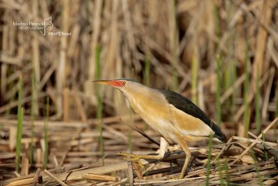 Little Bittern