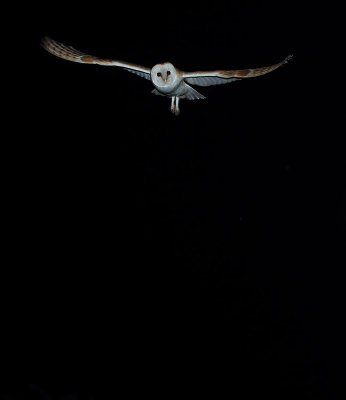 BARN OWL HIDE