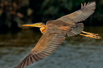 Purple Heron