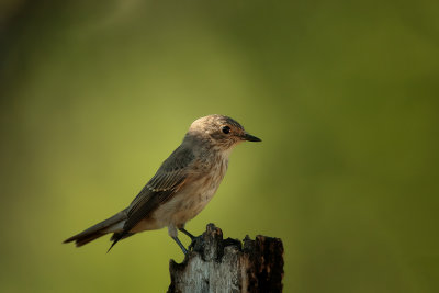 Spotted Flycatcher