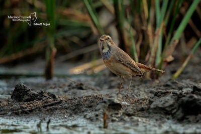 Bluethroat