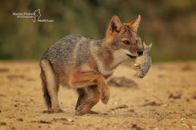 Golden jackal