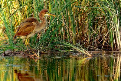 Purple Heron