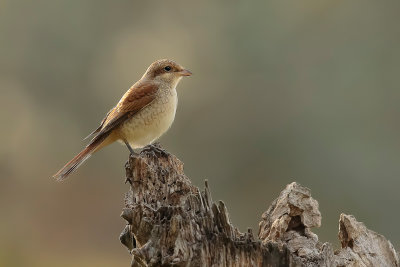 Red-backed Shrike