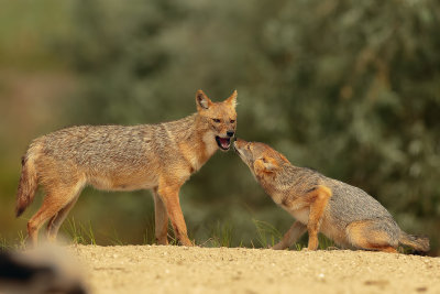 Golden jackal