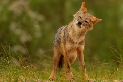 Golden jackal