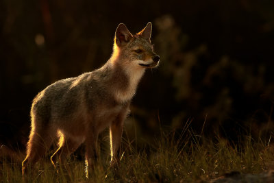 Golden jackal