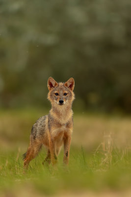 Golden jackal