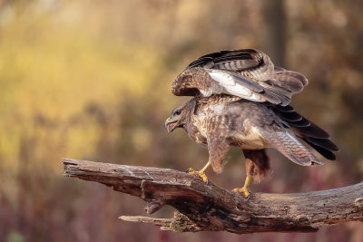 Buzzard