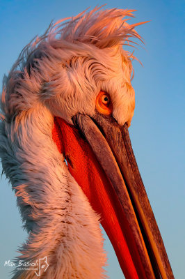 Dalmatian Pelican