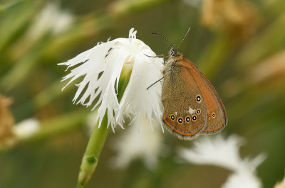 Chestnut Heath 