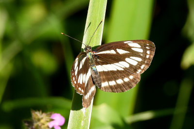 Common Glider 