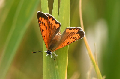 female Large Copper 