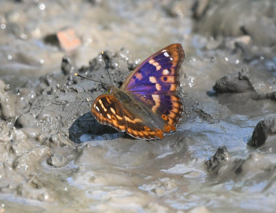 Lesser Purple Emperor 