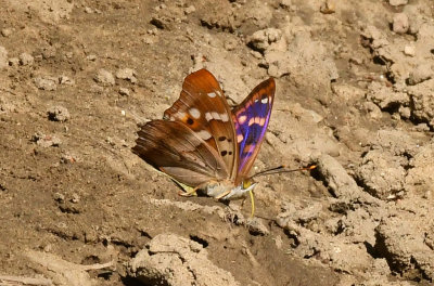 Lesser Purple Emperor