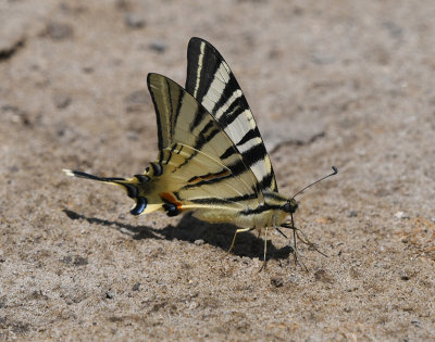 Scarce Swallowtail 