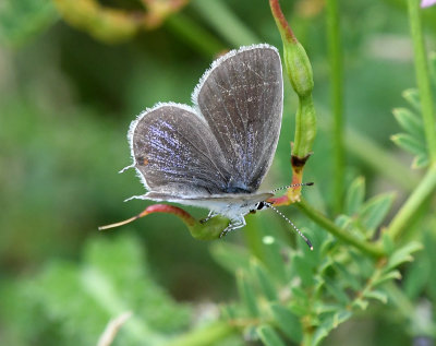 Short-tailed Blue 