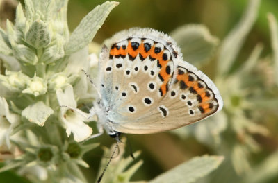 Silver-studded Blue 