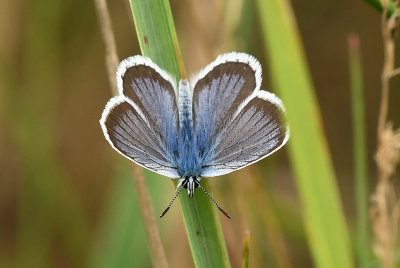 Silver-studded Blue