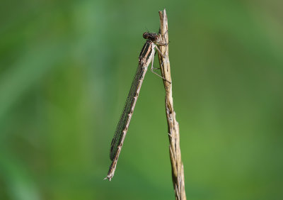 Common Winter Damselfly 