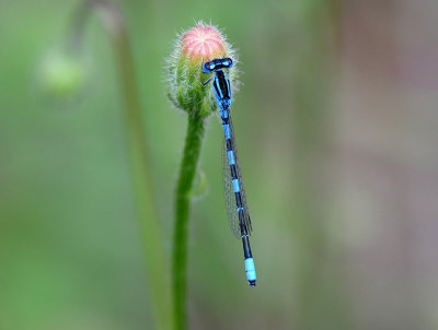 Dainty Damselfly 