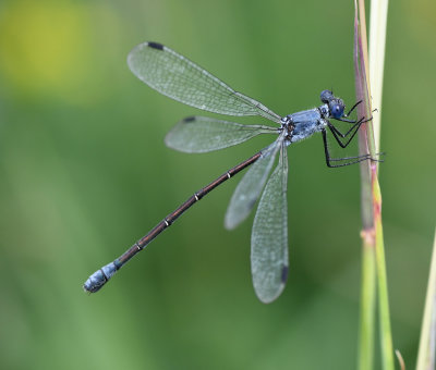 Dark Spreadwing 