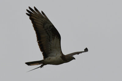 European Honey Buzzard 