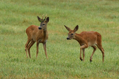 European Roe Deer 