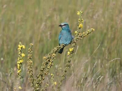 European Roller 