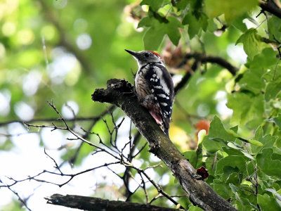 Middle Spotted Woodpecker 
