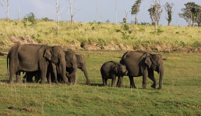 Sri Lanka