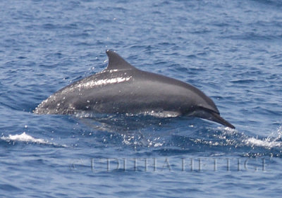 Long-snouted Spinner Dolphin 